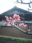 ume.jpg