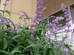 P1040150.JPG