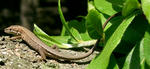 Takydromus_tachydromoides1.jpg