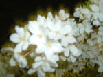 大阪城夜桜