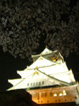 大阪城夜桜