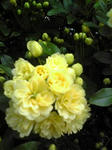 木香薔薇