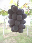 88207d24.jpg