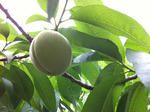 20120611-1.JPG