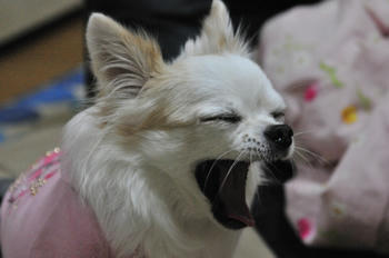 DSC_1955.JPG