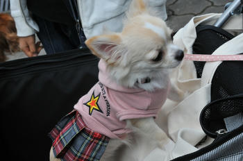 DSC_4293.JPG