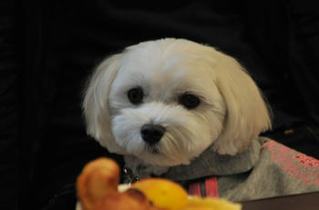 DSC_8827.jpg