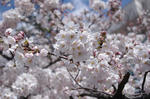 SAKURA.jpg