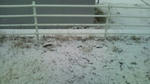20101215075553.jpg