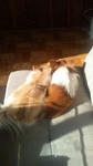 20110405074247.jpg