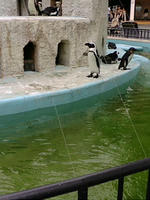 ペンギン