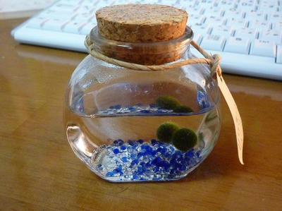marimo.jpg