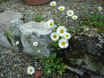 P1000155.jpg