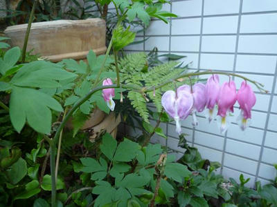 P1000154.jpg