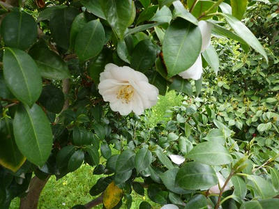 P1000310.jpg