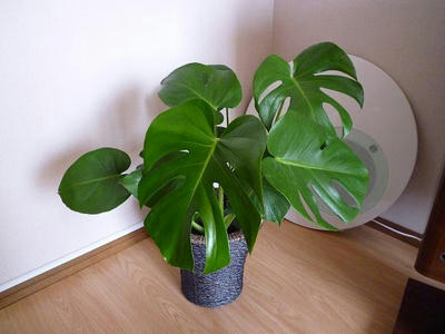 P1010114.jpg