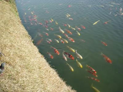 P1010736.jpg