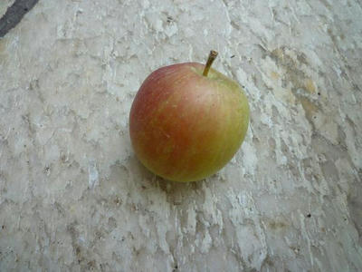 P1000870.jpg