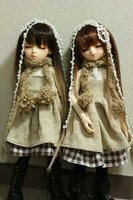 今日のコロボックル。