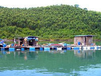 島