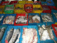魚