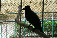 カラス