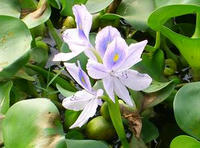 花水草　