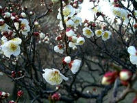 一重野梅