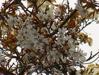 桜4