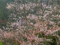 桜５