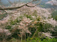 桜７