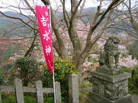 桜９