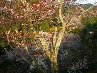 桜２