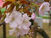 造幣局9