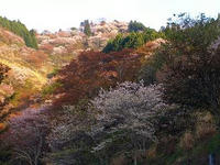 上千本