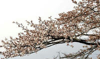 山桜ｓ