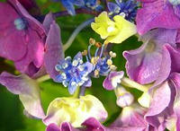紫陽花2