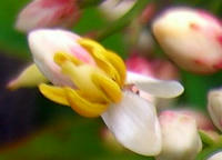 南天の花