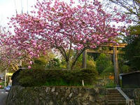 勝手神社の桜