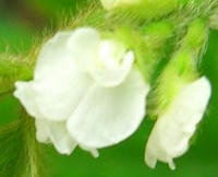 枝豆の花