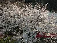 吉野山09-1