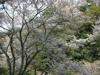 吉野山09-3
