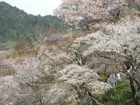 吉野山09-5