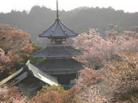 桜2