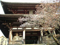 桜3