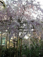 桜4