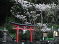 桜5