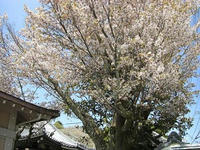 桜6