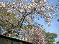 勝手神社２