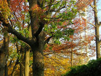 大阪城公園の紅葉
